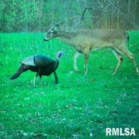 Tbd Pryortown Road, Villa Ridge, IL 62996