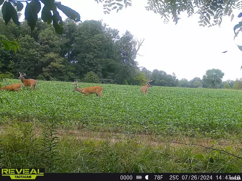 Other - 10965 E 700th Ave, Watson, IL 62473 photo 33 of 66