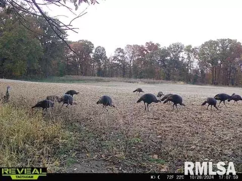 Other - 10965 E 700th Ave, Watson, IL 62473 photo 56 of 66
