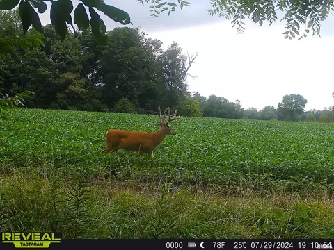 Other - 10965 E 700th Ave, Watson, IL 62473 photo 38 of 66