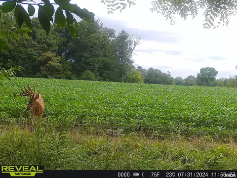 Other - 10965 E 700th Ave, Watson, IL 62473 photo 39 of 66