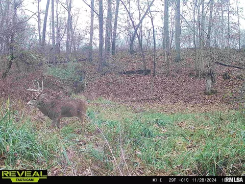 Other - 10965 E 700th Ave, Watson, IL 62473 photo 50 of 66