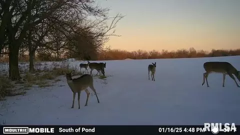 000 Cedar Rd, Kell, IL 62853 photo 37