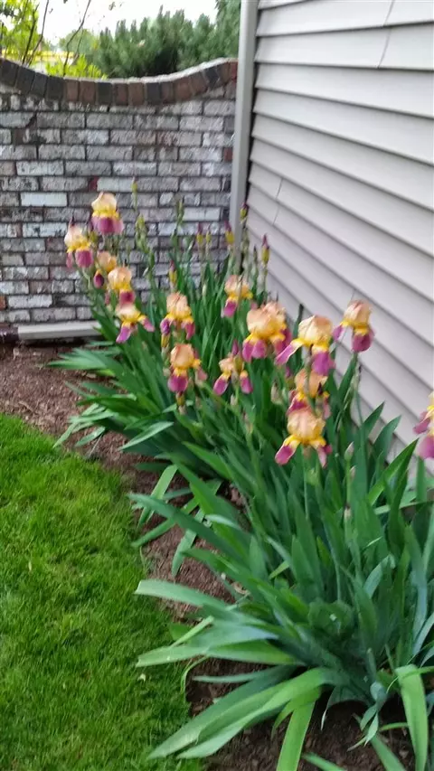 909 E Madison St, Metamora, IL 61548 photo 22