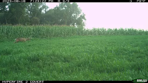 0 N Maple Tree Rd, Ipava, IL 61441 photo 13