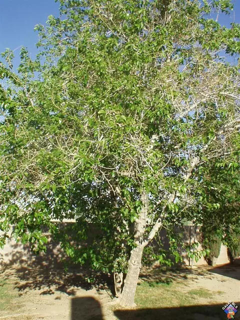 45702 Fig Ave, Lancaster, CA 93534 photo 20