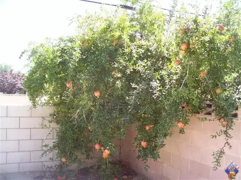 44350 Fenhold St, Lancaster, CA 93535 photo 38