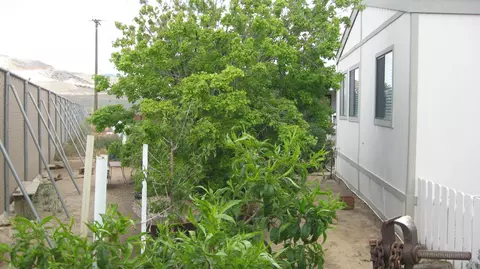 14556 Tehachapi Blvd Spc 6 E #6, Tehachapi, CA 93561 photo 5