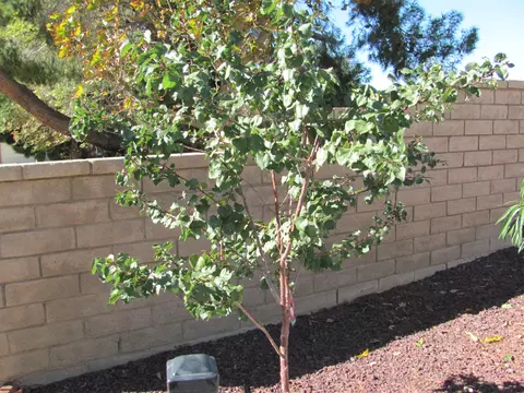 2513 Bottle Tree Dr, Palmdale, CA 93550 photo 4