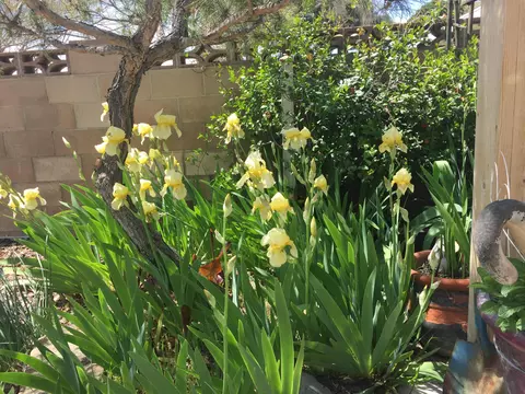 1508 Albret St, Lancaster, CA 93534 photo 21