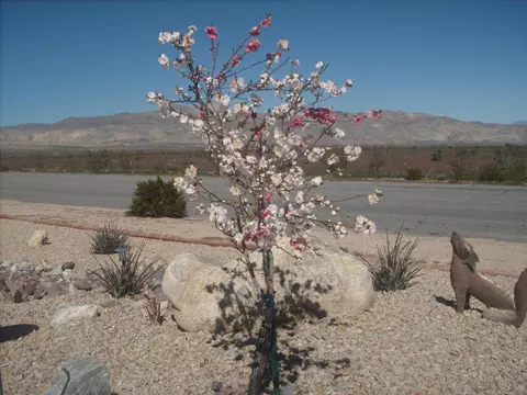 6120 Yuma Ave, Mojave, CA 93501 photo 6
