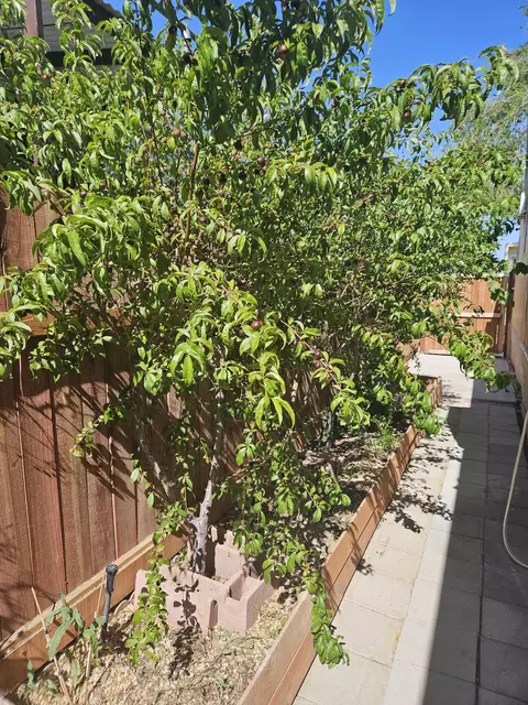 45415 28th St E #14, Lancaster, CA 93535 photo 5