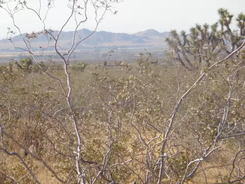 Ave. X 180th Ste, Llano, CA 93544 photo 4
