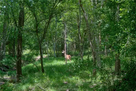 6464 Dick Elliott Rd, Bryan, TX 77808 photo 25