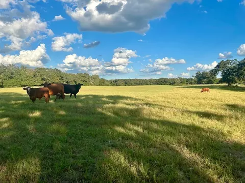 6335 Pr 4030, Normangee, TX 77871