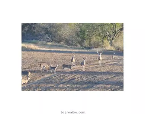 573 County Road 270, Cameron, TX 76520 photo 4