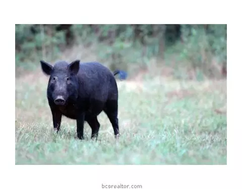 573 County Road 270, Cameron, TX 76520 photo 6