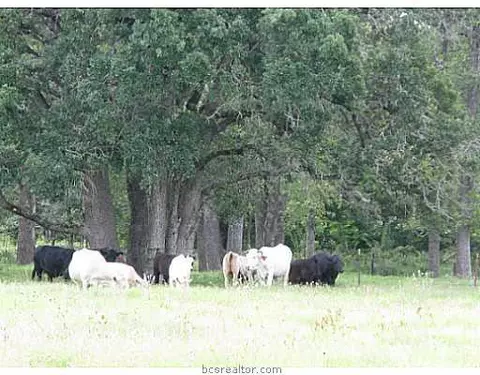 4374 Cliff Rd, Bryan, TX 77808 photo 19
