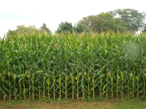 Tbd Groezinger Road, Stockton, IL 61085