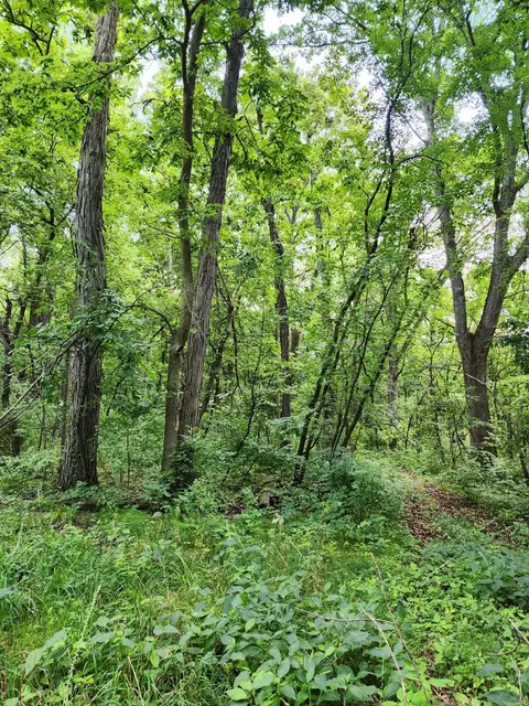 0000 E Townline Rd, Leaf River, IL 61047 photo 3