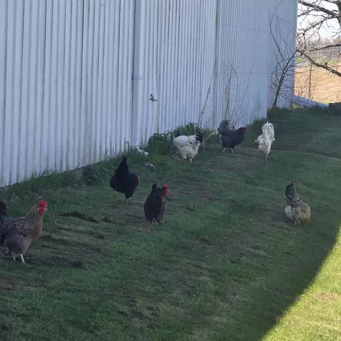 Other - 17870 Clover Rd, Morrison, IL 61270 photo 8 of 14