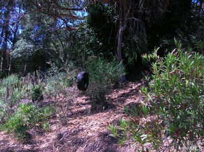 Undisclosed, Mill Valley, CA 94941 photo 14