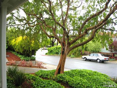 113 Ryan Ave, Mill Valley, CA 94941 photo 13
