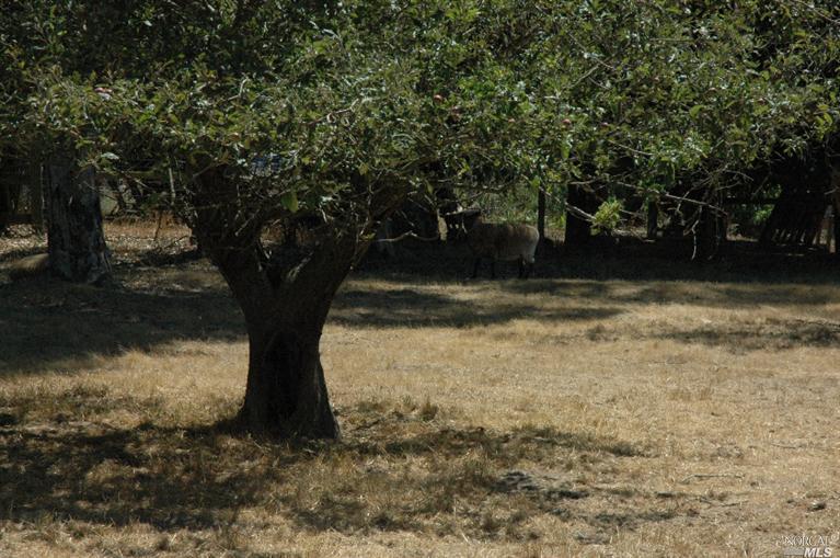 2155 Schaeffer Rd, Sebastopol, CA 95472 photo 25