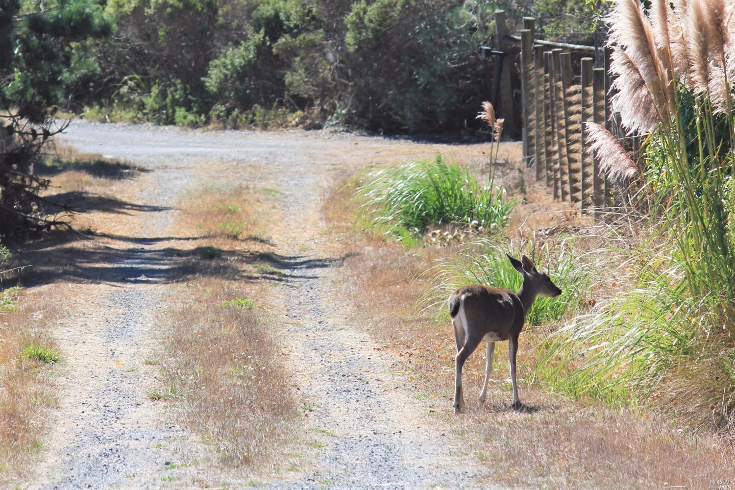 2156 Breakers Ln, Bodega Bay, CA 94923 photo 21