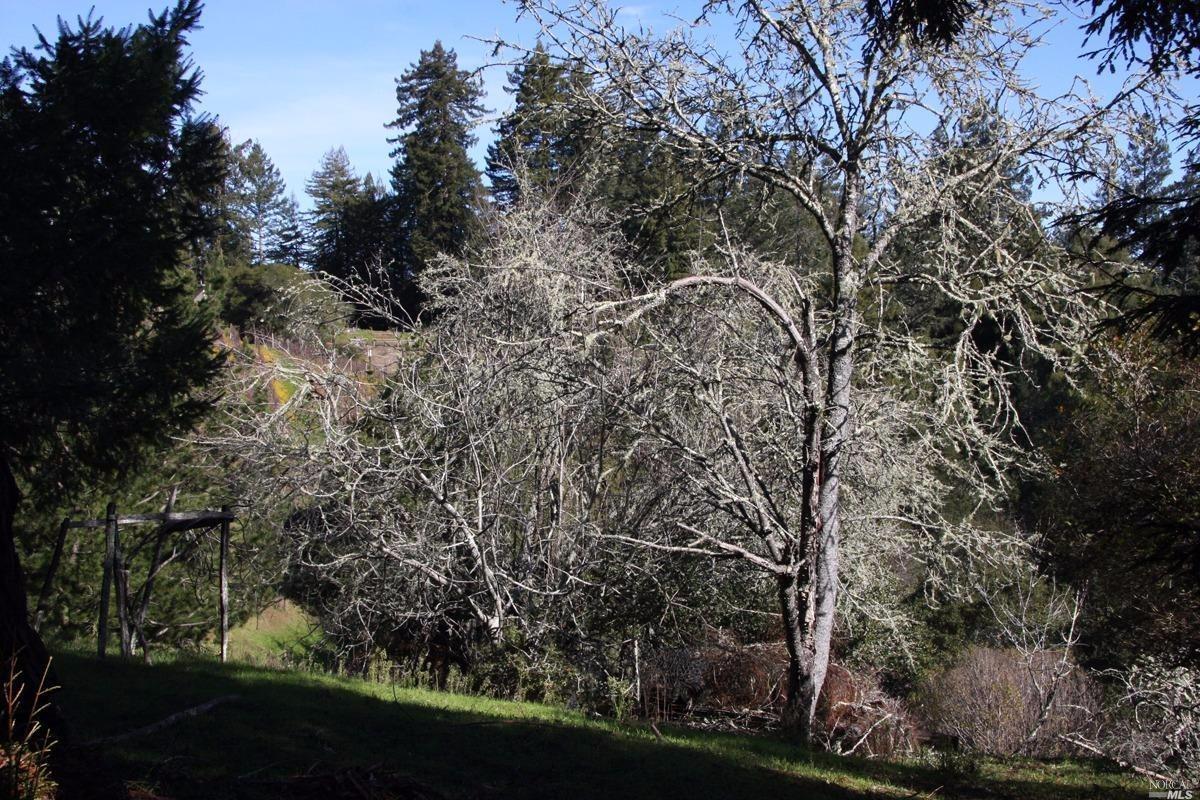 4251 Joy Rd, Occidental, CA 95465 photo 40