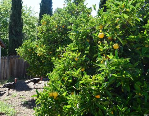 412 Lakehurst Ct, Fairfield, CA 94533 photo 23