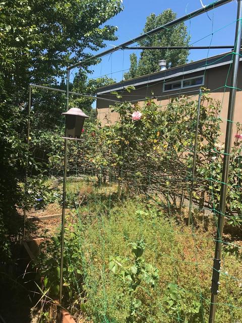 486 W Della Ave, Willits, CA 95490 photo 20