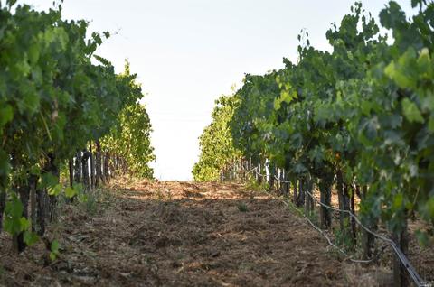 1982 Sobre Vista Rd, Sonoma, CA 95476 photo 9