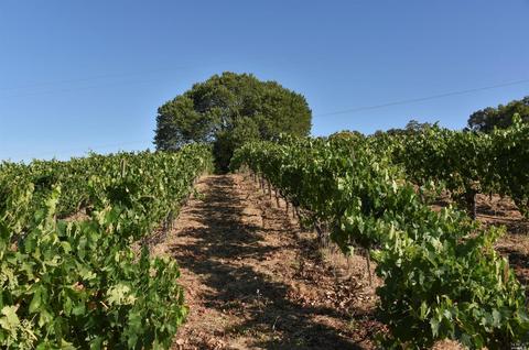 1982 Sobre Vista Rd, Sonoma, CA 95476 photo 6