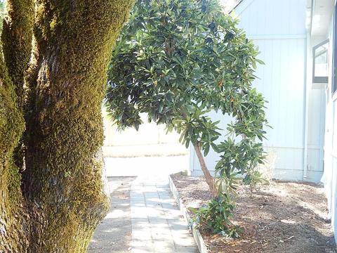 27381 Coyote Pl, Willits, CA 95490 photo 16