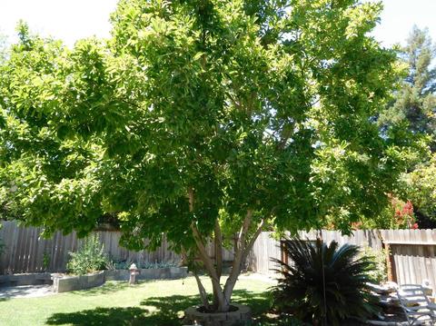 255 Lynd Way, Dixon, CA 95620 photo 46