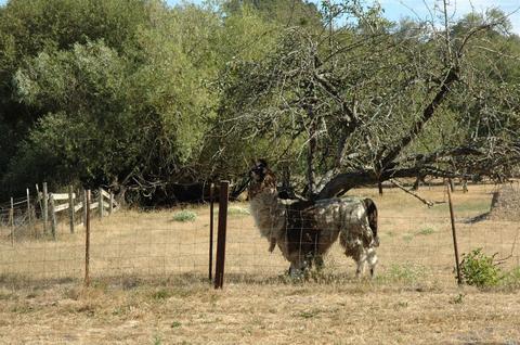 7408 Elphick Rd, Sebastopol, CA 95472 photo 20