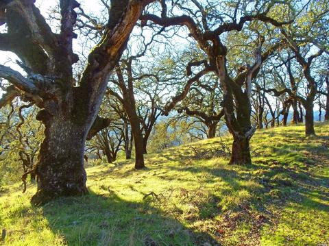 28500 River Rd, Cloverdale, CA 95425 photo 3