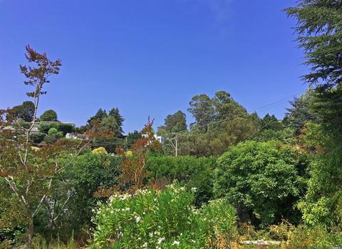 115 Tiburon Blvd, Mill Valley, CA 94941 photo 18