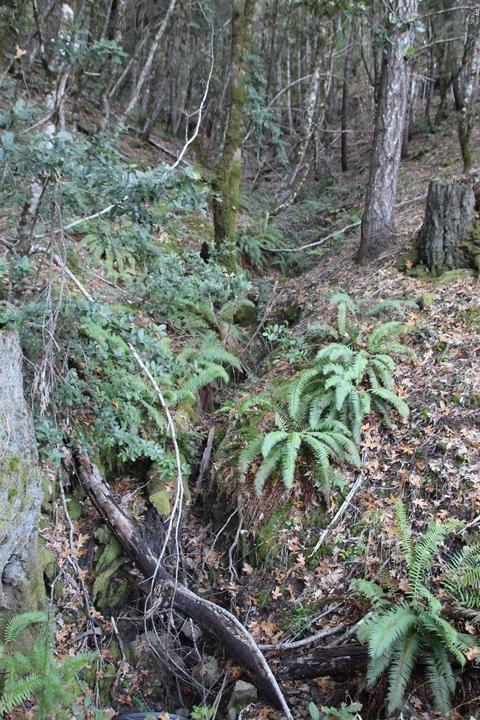 18300 Shafer Ranch Rd, Willits, CA 95490 photo 36