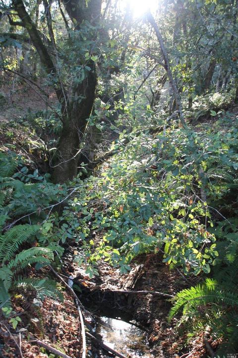 18300 Shafer Ranch Rd, Willits, CA 95490 photo 17
