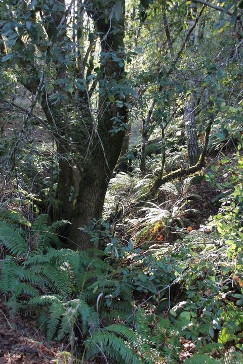 18300 Shafer Ranch Rd, Willits, CA 95490 photo 16