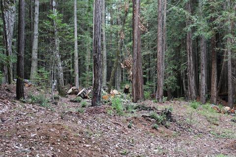 22090 Timber Cove Rd, Jenner, CA 95450 photo 4