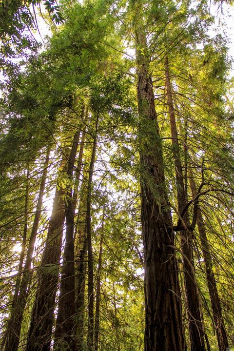 Undisclosed, Willits, CA 95490 photo 26