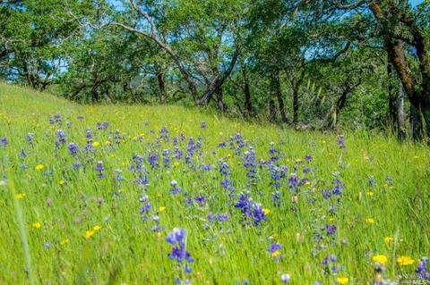 930 Shiloh Oaks Rd, Windsor, CA 95492 photo 10
