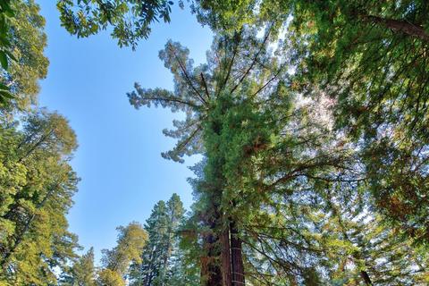 2775 Joy Rd, Occidental, CA 95465 photo 15