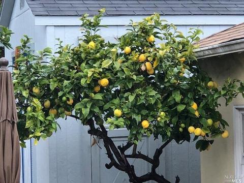 255 Viewmont Ave, Vallejo, CA 94590 photo 40