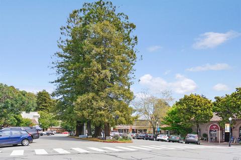 14 Bernard St, Mill Valley, CA 94941 photo 28