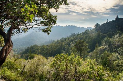 337 Marion Ave, Mill Valley, CA 94941 photo 35