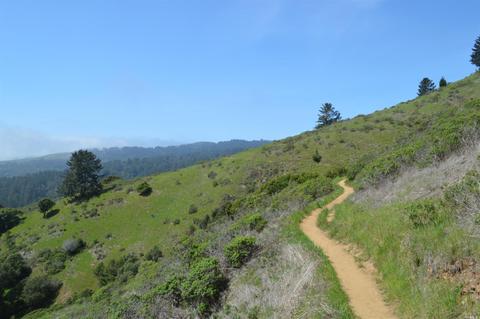 337 Marion Ave, Mill Valley, CA 94941 photo 33